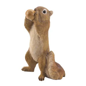 Eating Walnut Squirrel
