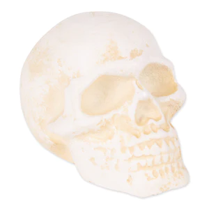 Human Skull Paperweight